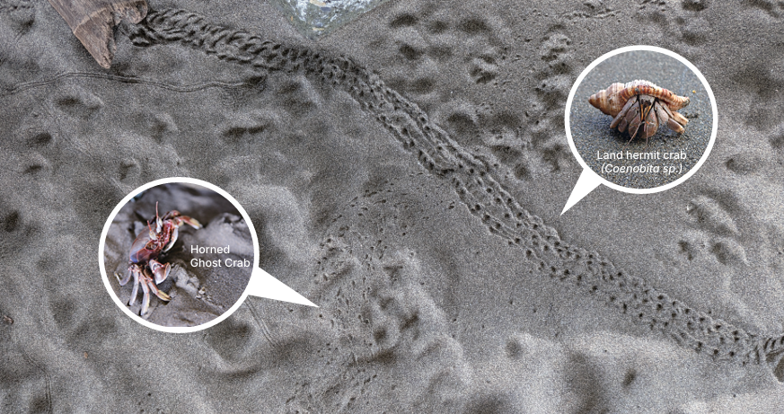 Tracks of a hermit crab (upper right) and a horn-eyed ghost crab (lower left to upper right).